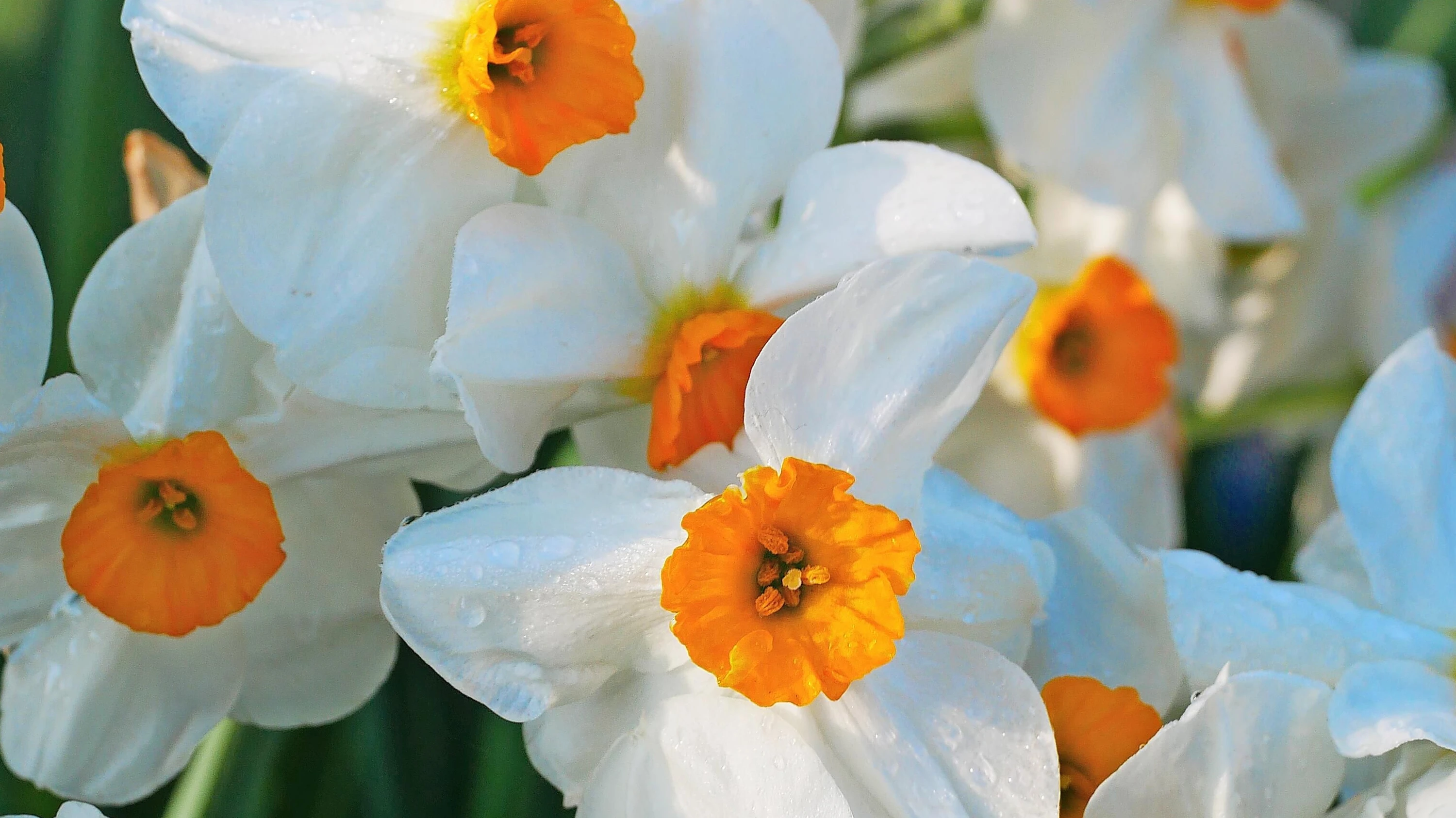 Frühling im Garten: Narzissen gibt es nicht nur in Goldgelb