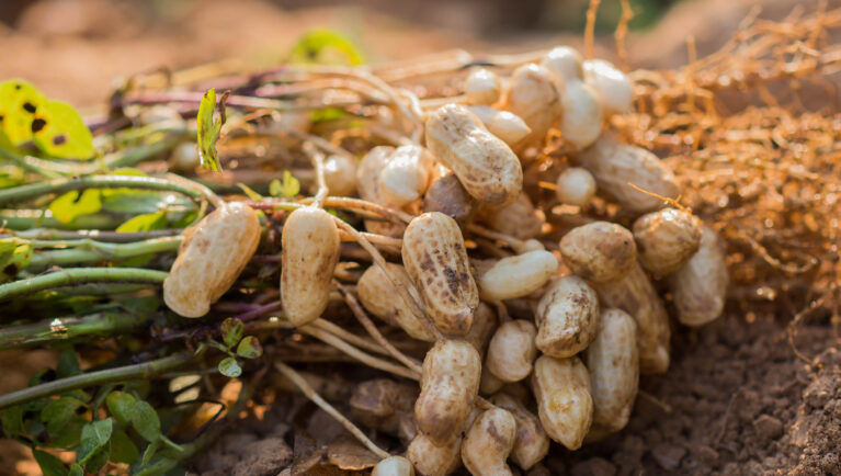Can We Breed a Safer Peanut?