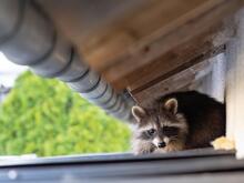 Stadtnatur mit Risiken und Nebenwirkungen: Was tun, wenn wilde Tiere bei mir einziehen?
