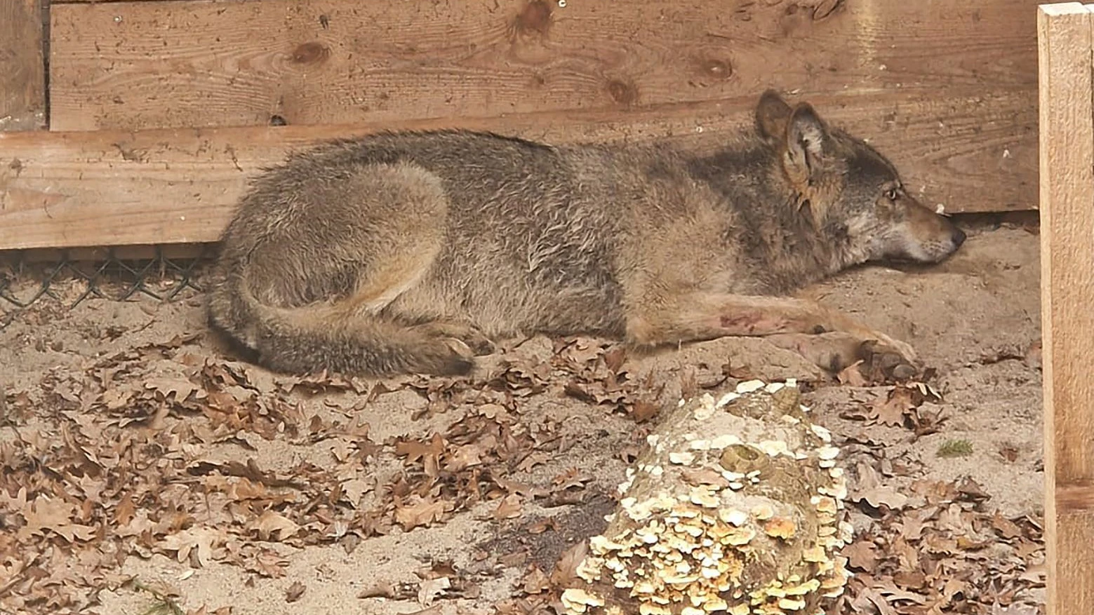Mit Sender ausgestattet: Wolf nach Attacke in Hamburg wieder frei