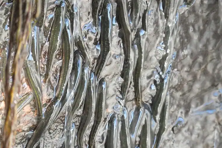 This Tiny African Fish Climbs a 50-Foot Waterfall in the Congo
