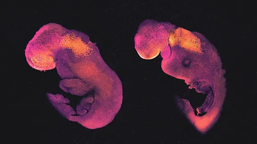 ‘Embryo Models’ Challenge Legal, Ethical and Biological Concepts