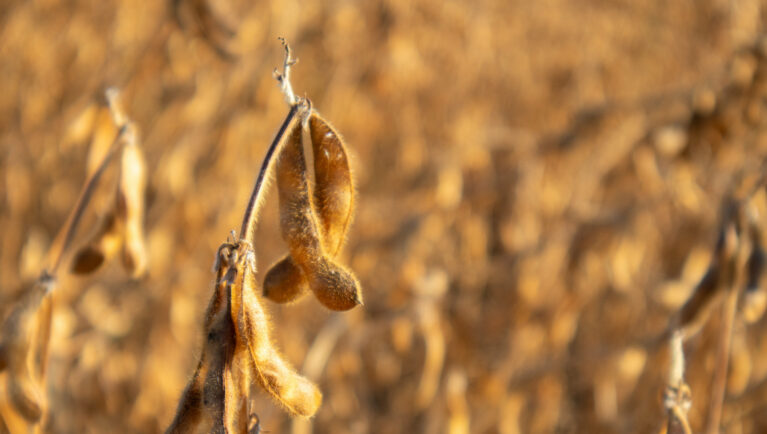 Investigación chilena identifica un mecanismo molecular que impulsa la resiliencia de las plantas a la sequía