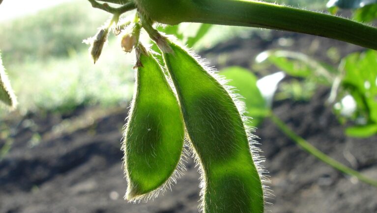 Multi-Herbicide-Tolerant GM Soybean Passes EFSA Safety Assessment