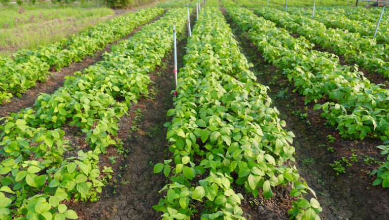 Argentina’s RECSO Sets the Standard for Unified Regional Soybean Trials in 2026