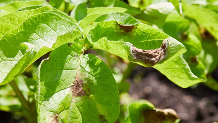 Early Release of EuroBlight Blight Monitoring Results for the 2025 Potato Crop