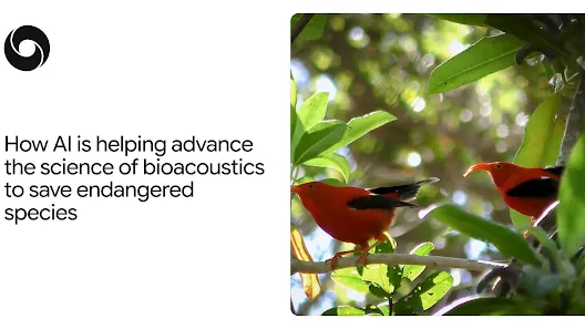 How AI is helping advance the science of bioacoustics to save endangered species