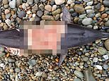 Killer seals have started eating dolphins in British waters - raising fears they could soon turn on swimmers