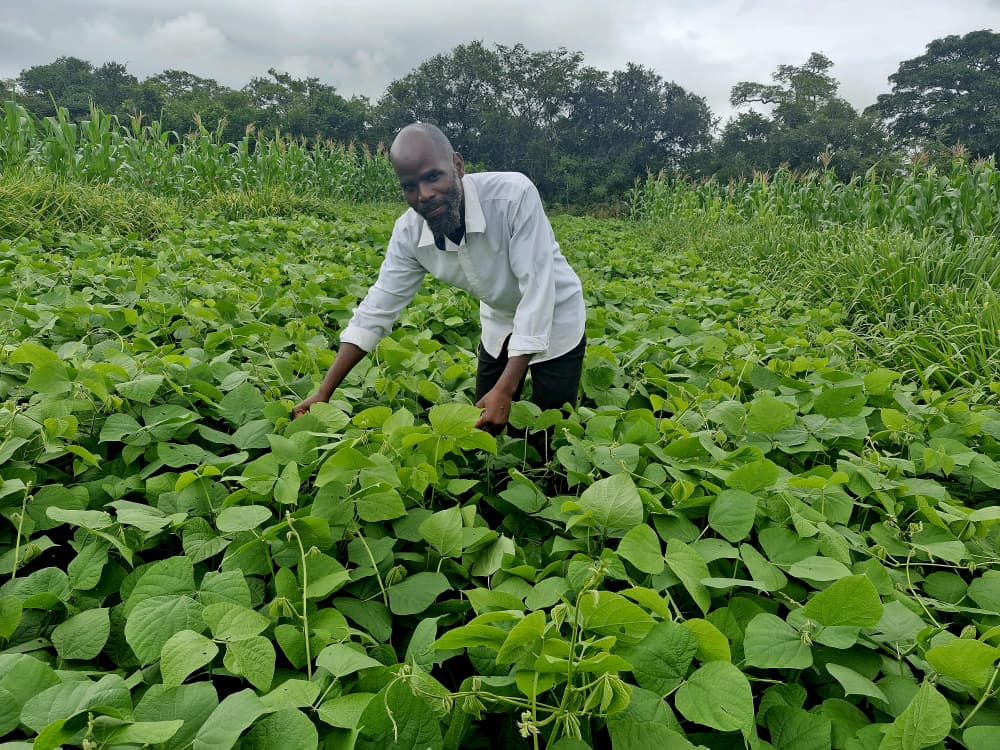 Food-feed-fertility: Feeding the soil, Livestock, and People in Zambia