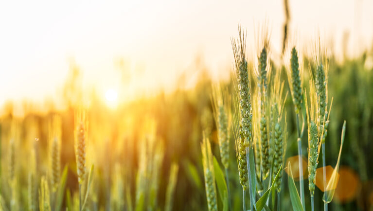 Powdery Mildew Outsmarts Wheat by Masking Key Effector Signal