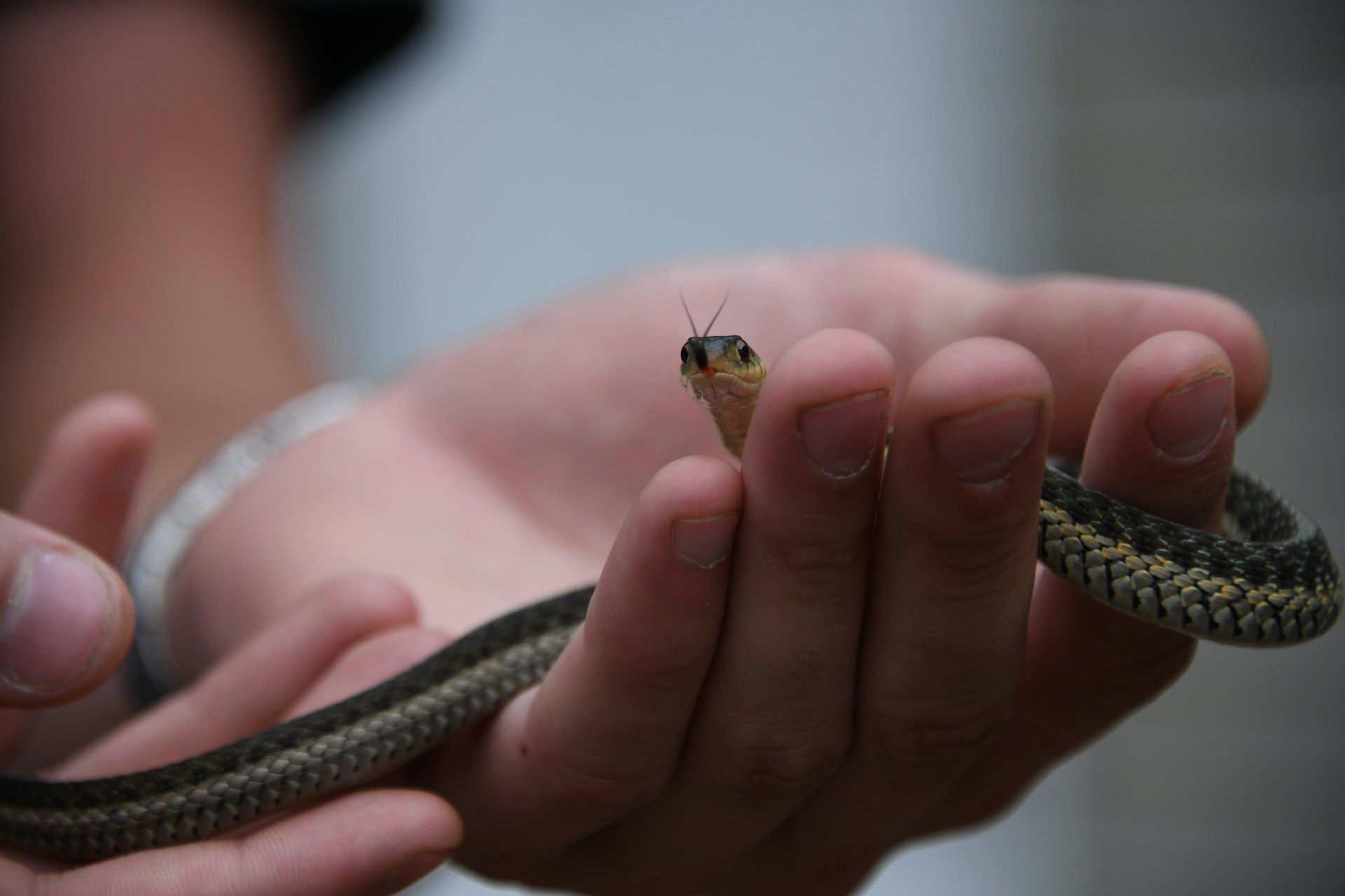 How to recognise a phobia (and get help)