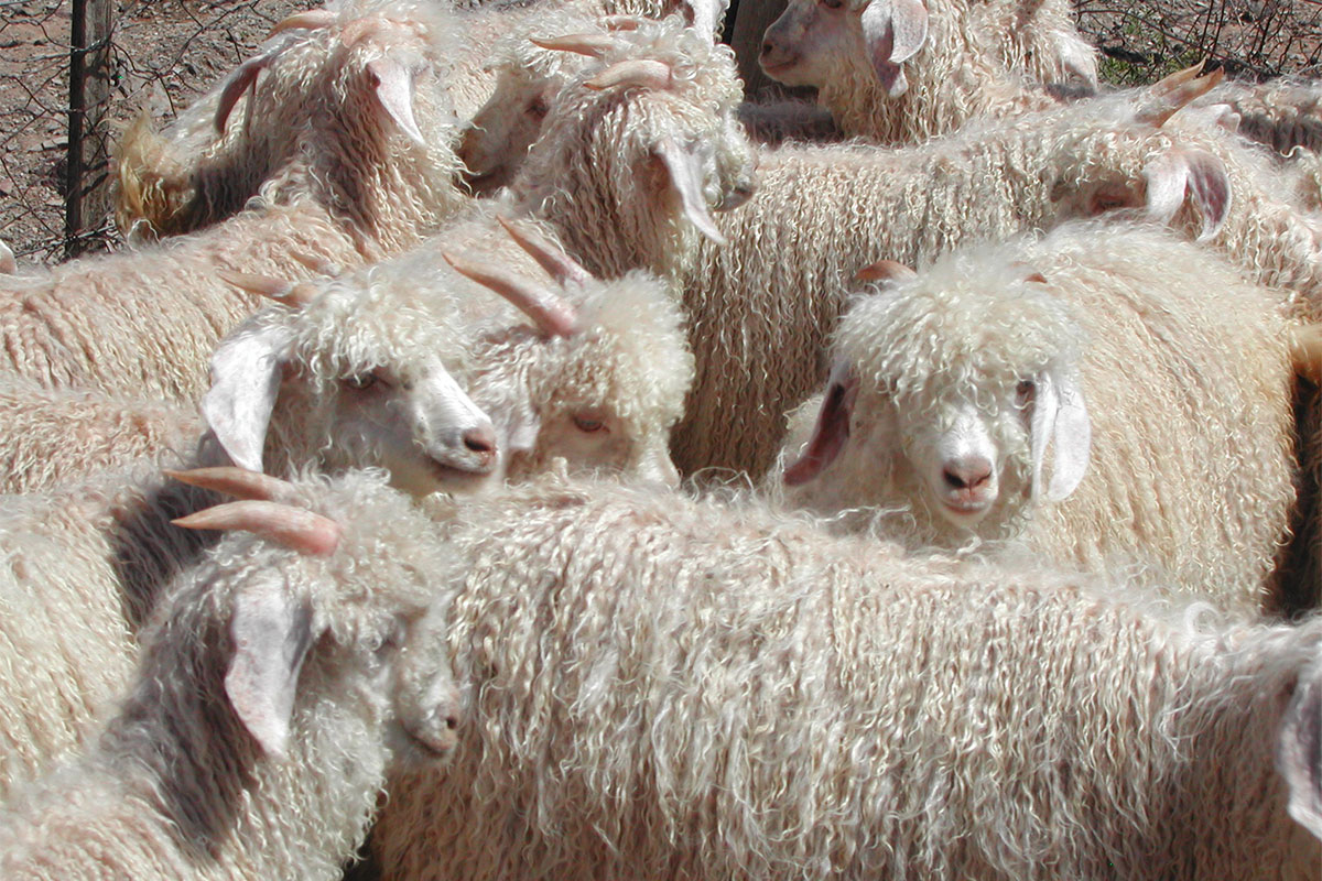 Mohair market gets moving