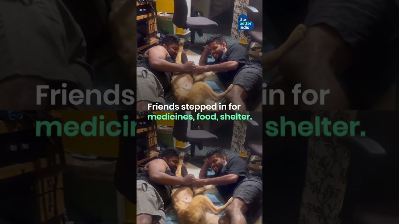 This Street Dog Healed More Than Herself | She Was Left to Die… Now She Saves Hearts