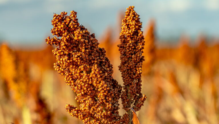 El nuevo híbrido de sorgo de Embrapa se centra en la producción de ensilado, biogás y energía
