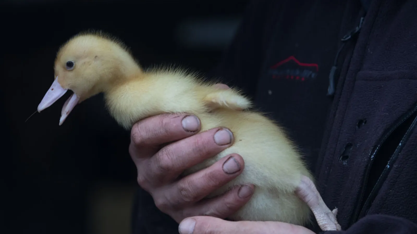 US detects rare bird flu strain H5N9 in poultry for first time