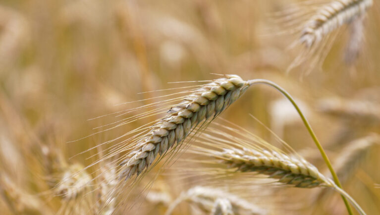 Cómo los cultivares de triticale contribuyen a un mejor rendimiento de la veza en cultivos de servicio