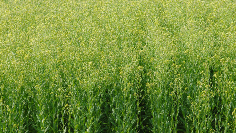 New Research Reveals Camelina’s Climate Adaptation Potential