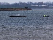Ostseeküste: Experten prüfen Rettung des Wals bei Wismar mit Katamaran