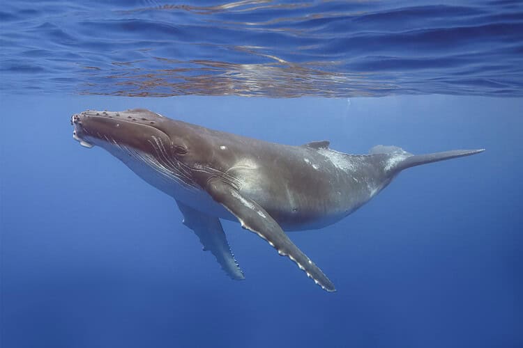 As Humpback Whales Rebound, Older Males Take Over the Mating and Singing Game