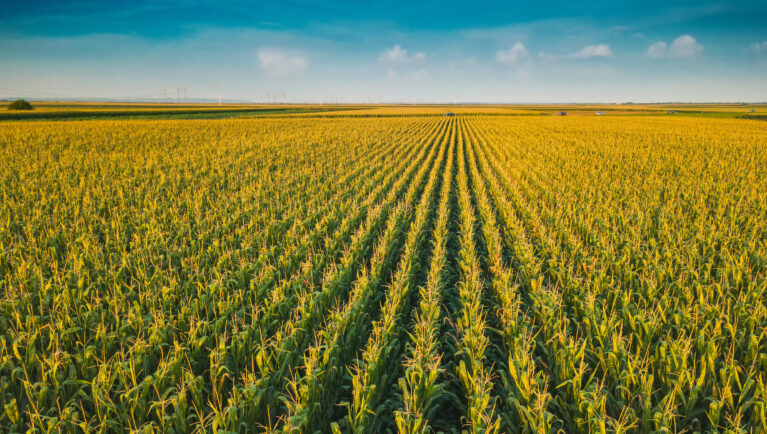 New Embrapa Programs Aim to Cut Carbon Footprint of Corn and Sorghum