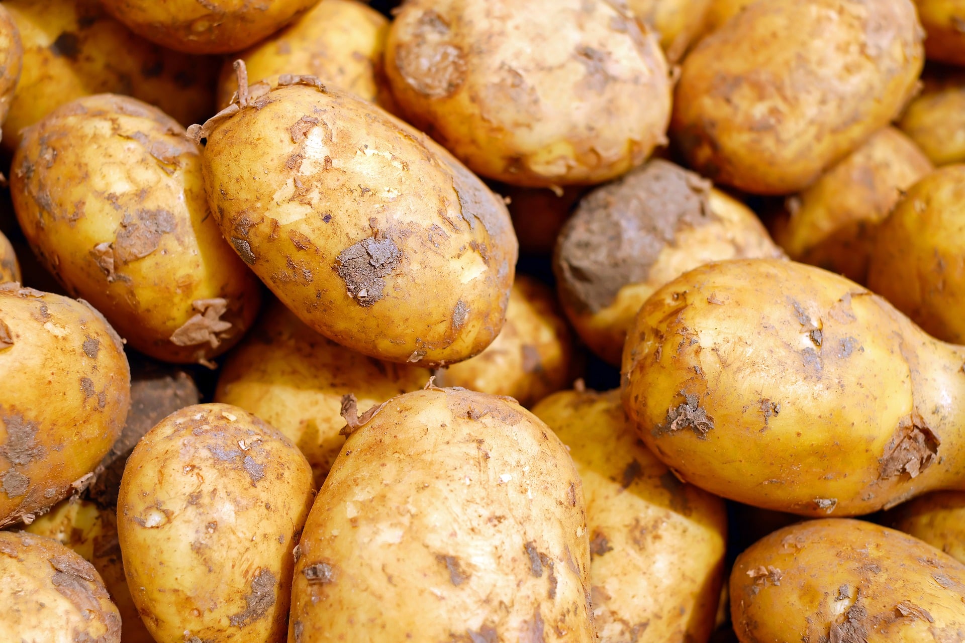Avances en la edición genética de patatas para reducir las pérdidas poscosecha