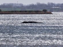 Ostseeküste: Gutachten zu Buckelwal heute erwartet - Tier atmet noch