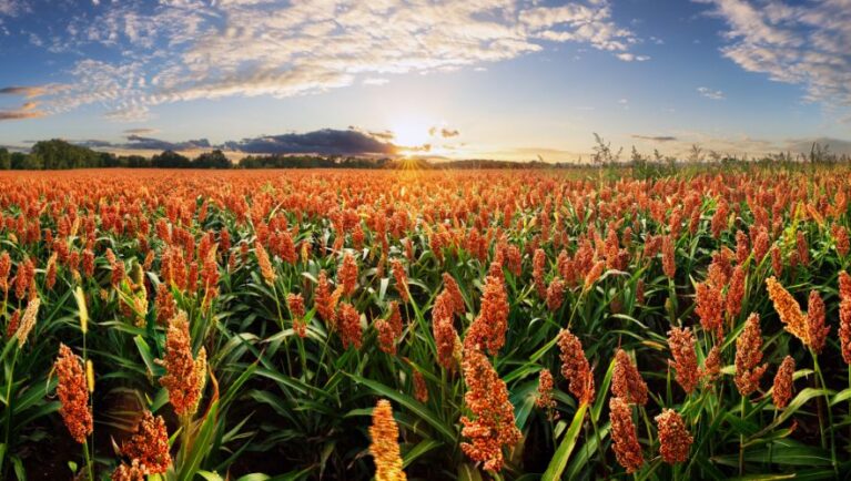 Nuevos programas de Embrapa buscan reducir la huella de carbono del maíz y el sorgo