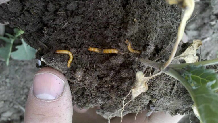 Syngenta Canada Launches Equento Cereals Seed Treatment for Wireworm Control in Western Canada