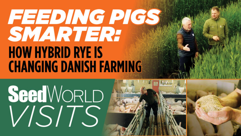 Feeding Pigs Smarter: How Hybrid Rye Is Changing Danish Farming