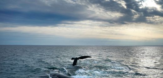 Ozeane: Ein Zehntel steht laut Uno nun unter Schutz