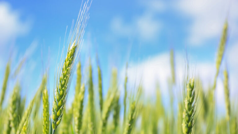 AAFC Staffing Cuts Spark Concern Across Canada’s Seed and Plant Breeding Sector