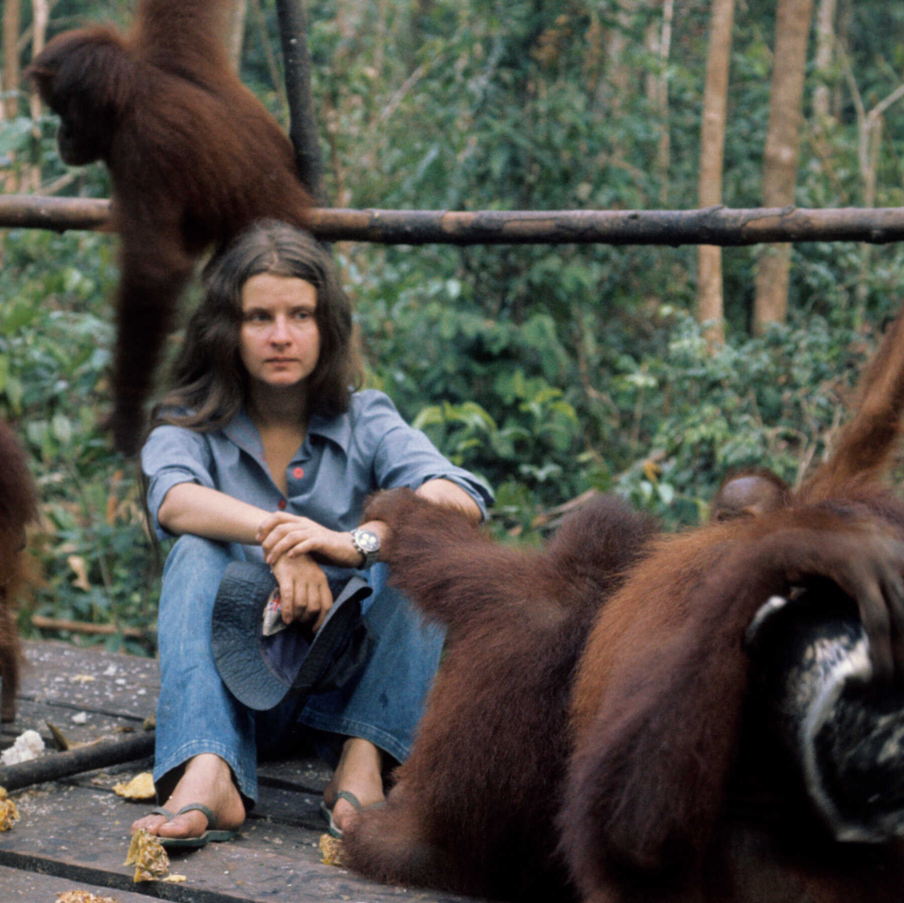 Biruté Galdikas, Champion of Endangered Orangutans, Dies at 79