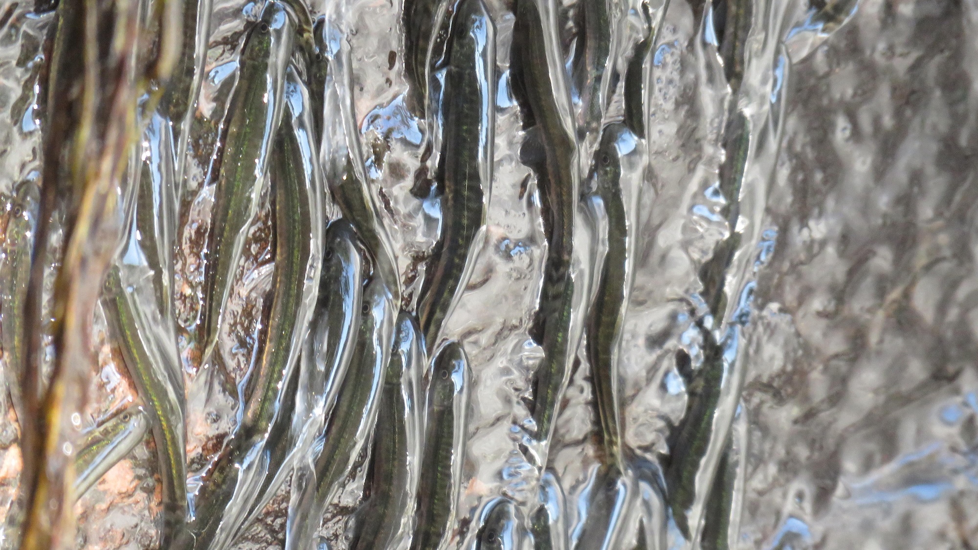 These tiny fish climb waterfall cliffs for 10 hours