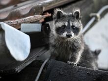 Tiere: Der Waschbär - Anpassungskünstler und unbeliebter Nachbar