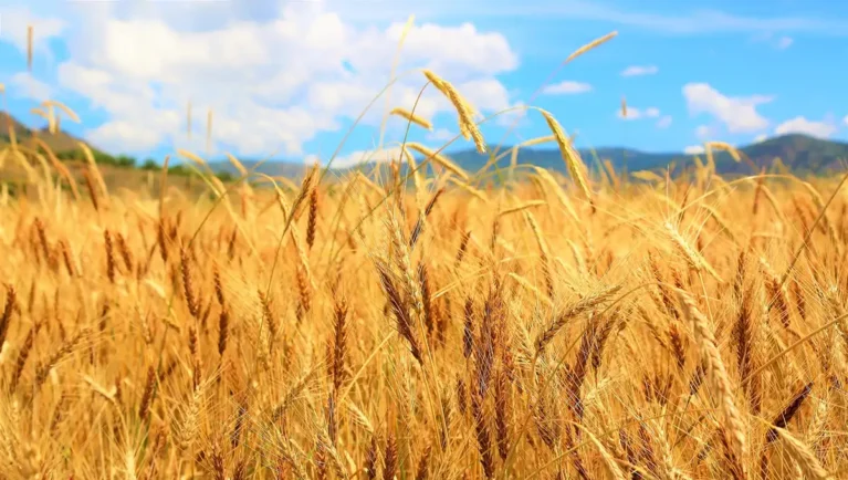 Departure of Senior AAFC Breeder Sparks Renewed Calls for Long-Term Wheat Breeding Strategy