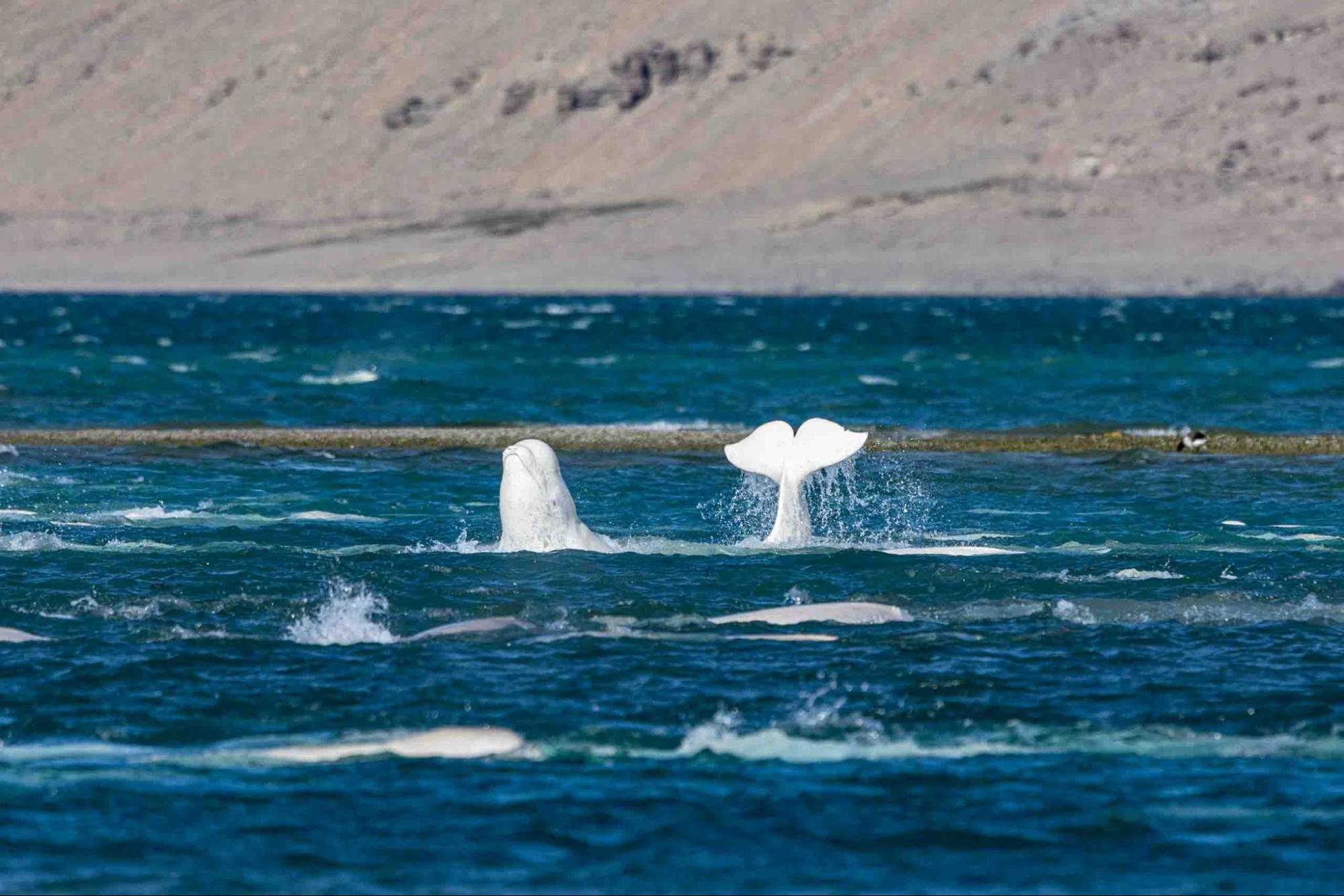How AI trained on birds is surfacing underwater mysteries