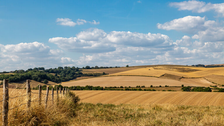 Study Warns of Rising Heat Risks for Global Wheat Yields