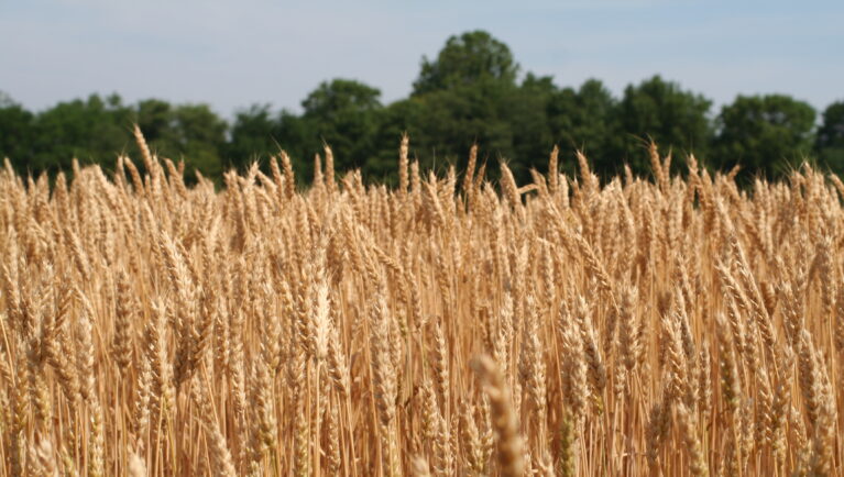 CRISPR Switch Boosts Wheat Yield and Resistant Starch