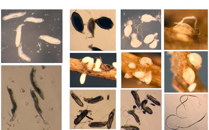 Scientists Map the Genetic Diversity of Soybean’s Most Damaging Pest