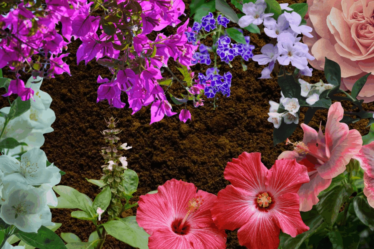 Monsoon Magic: Timely Pruning Unlocks Lush Gardens and Vibrant Blooms
