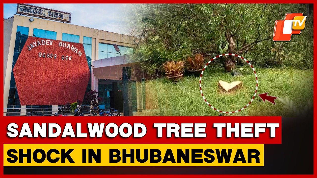 Sandalwood Tree Stolen from Jayadev Bhawan in Bhubaneswar