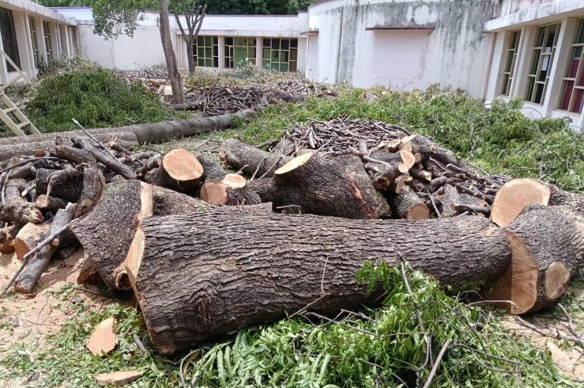Trees worth lakhs illegally felled on Devakottai hospital premises