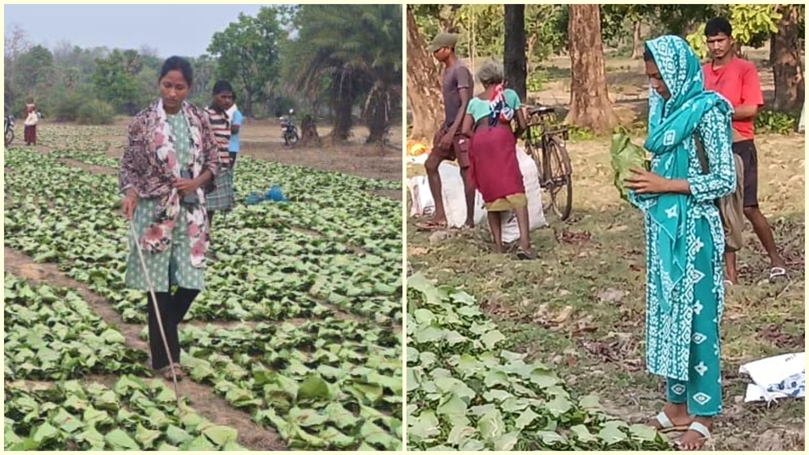 Tribal Women Lead in Sukma Amidst Corruption Scandal